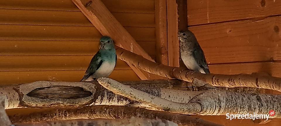 Sprzedam papugi widoczne na zdjęciach Konin