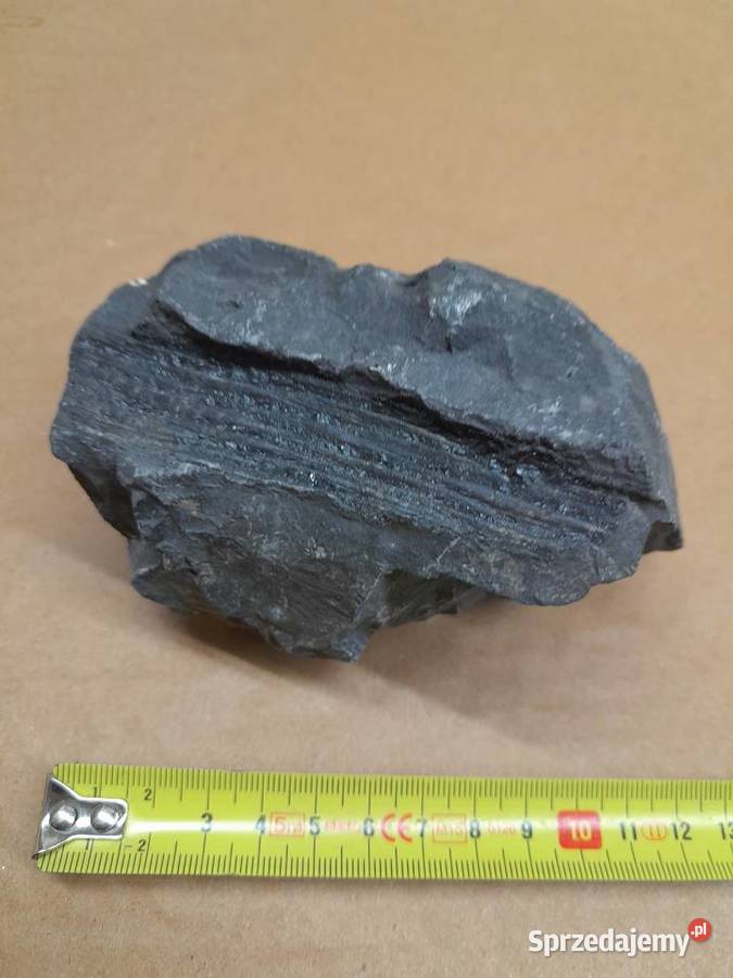 Skamieniałość rośliny Tomaszów Mazowiecki