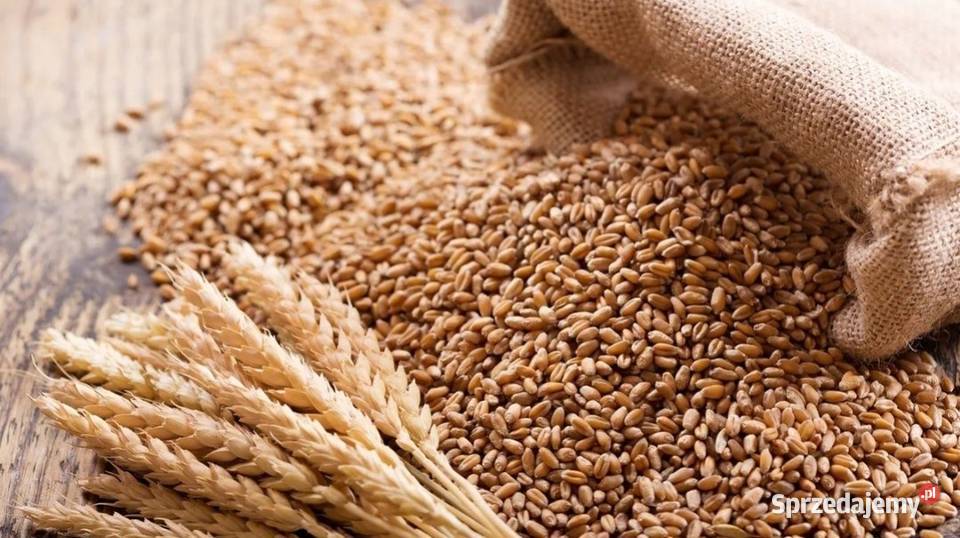 sprzedam pszenica ozima nowa odmiana 2025 Ligota Bialska sprzedam