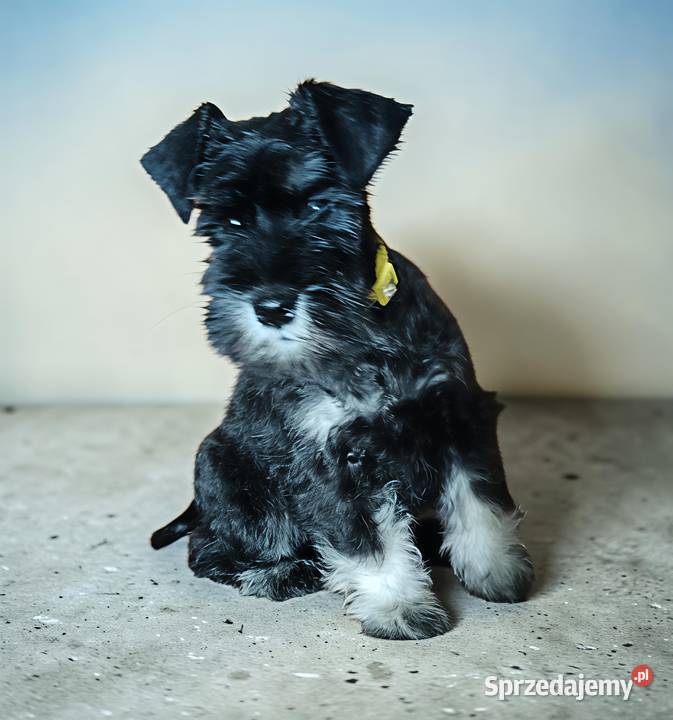 Sznaucer miniaturowy czarno srebrny FCI Sznaucer Wałbrzych