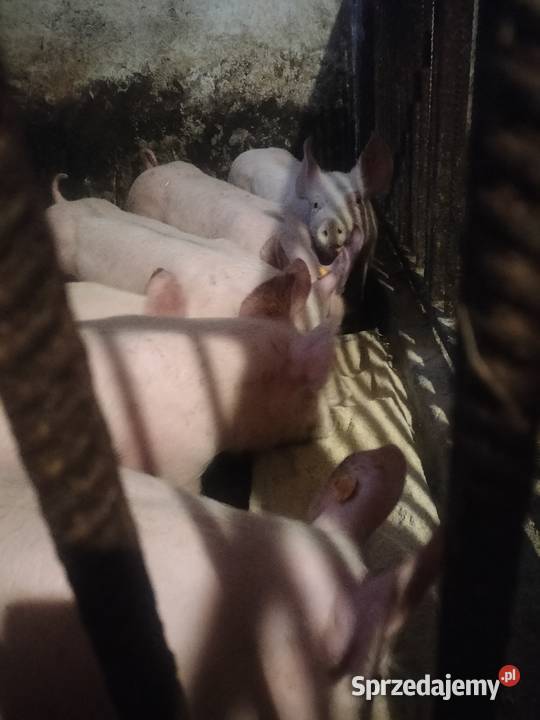 Sprzedam prosiaki Piotrków Trybunalski sprzedam