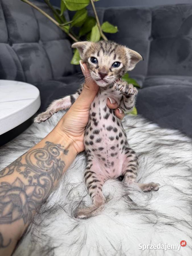 Złota samica Savannah F6 Kraków sprzedam