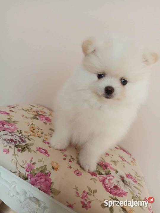 Szpic miniaturowy pomeranian Bydgoszcz