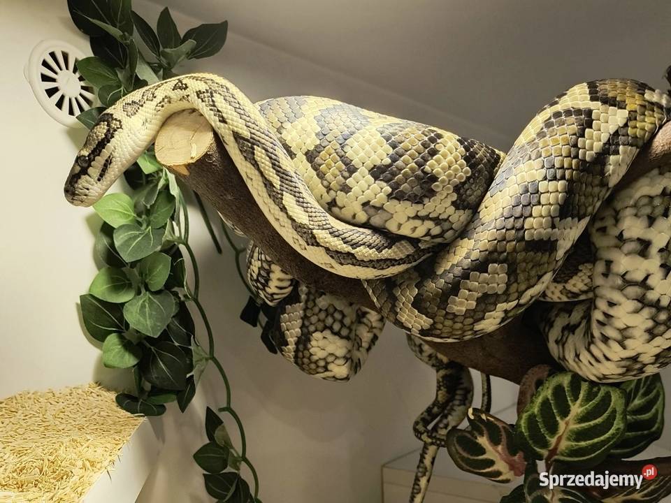 Pyton dywanowy morelia spilota Chrzanów