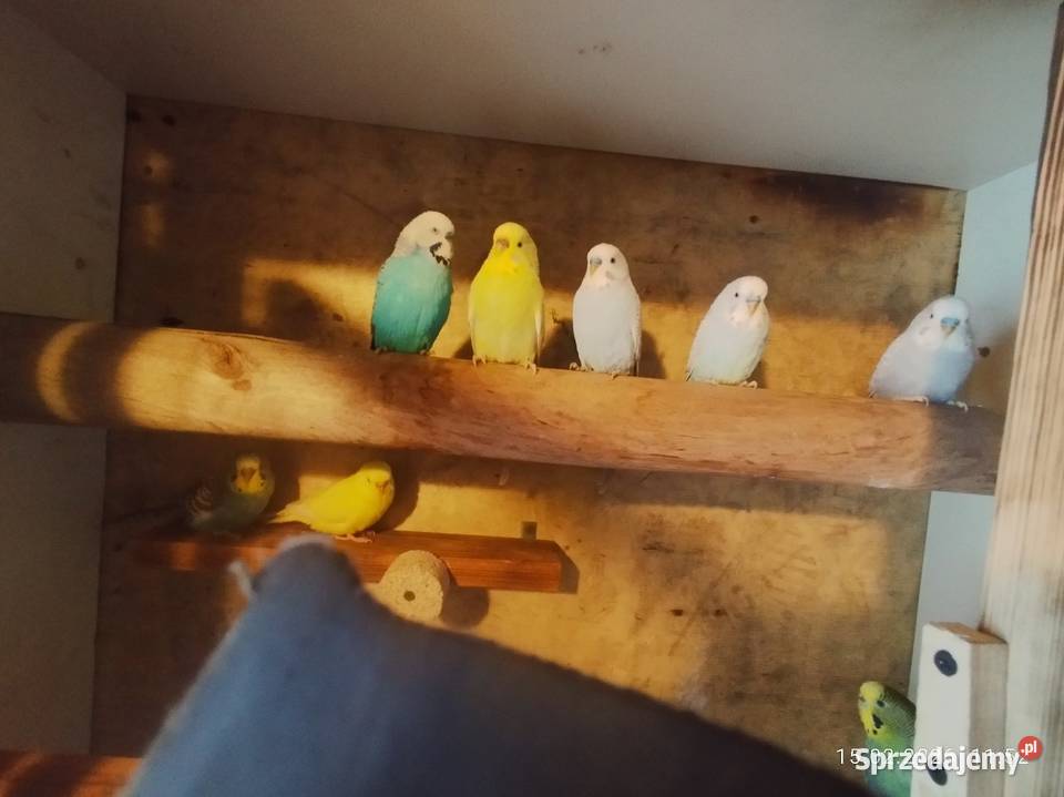 Papugi faliste zamienie
