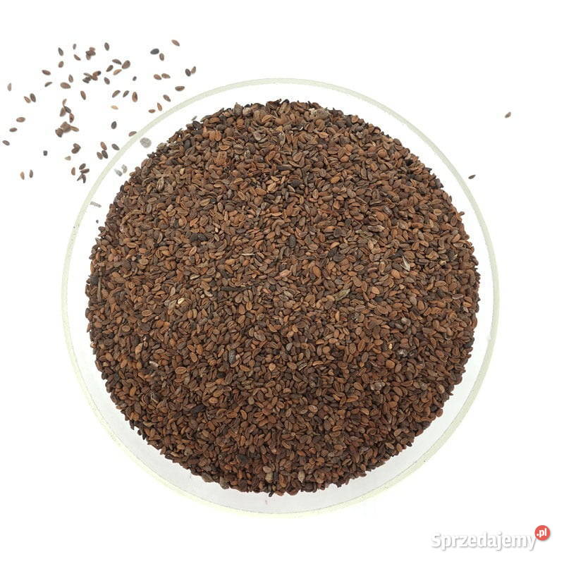 Facelia błękitna poplon dopłaty roślina Pozostałe Sokółka