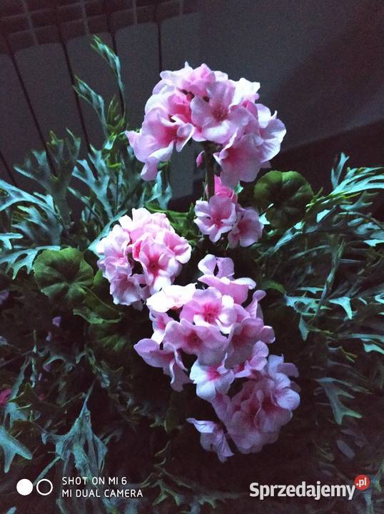 PELARGONIE ŻYWE podkarpackie Straszęcin sprzedam