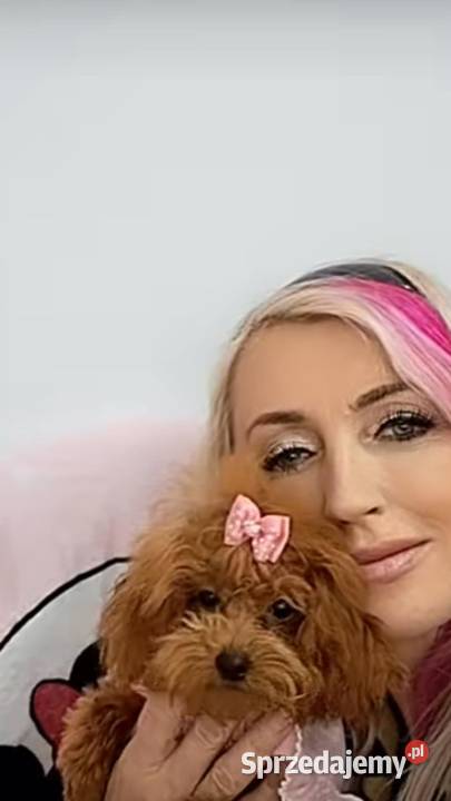 szczenięta pudel toy red płowy z rodowodem FCI sprzedam