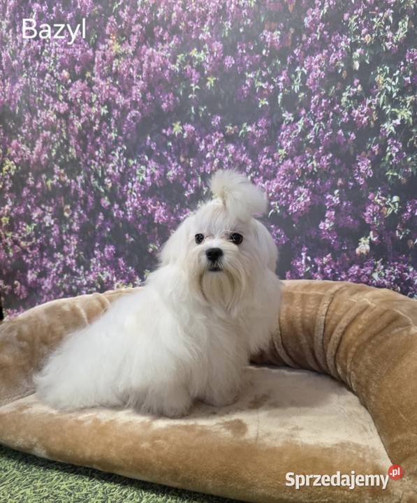 Pies Maltańczyk z rodowodem FCI Chełm