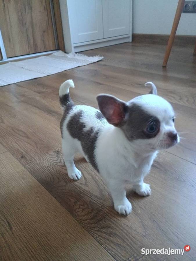 Chihuahua dziewczynka wyjątkowa Kleszczów