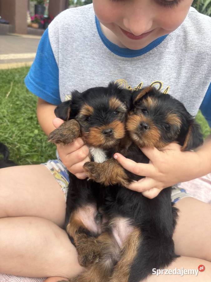 Yorki terrierki York Wola Okrzejska