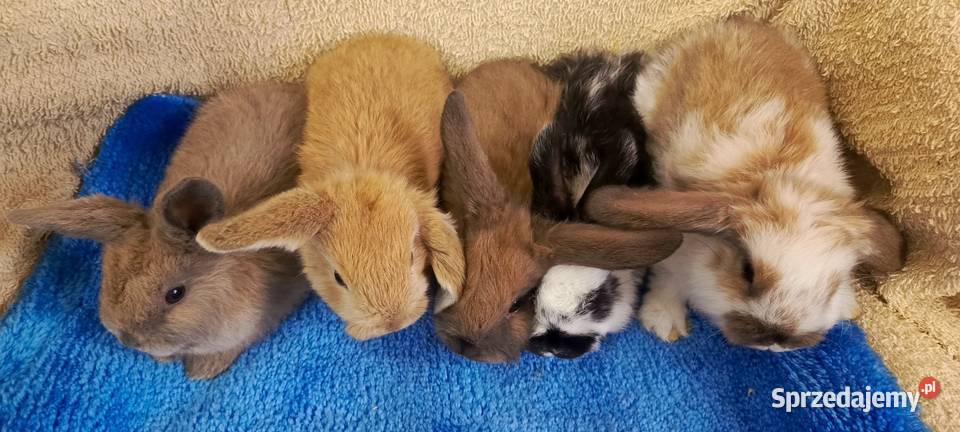 Królik miniaturka baranek i inne Jastrzębie-Zdrój sprzedam