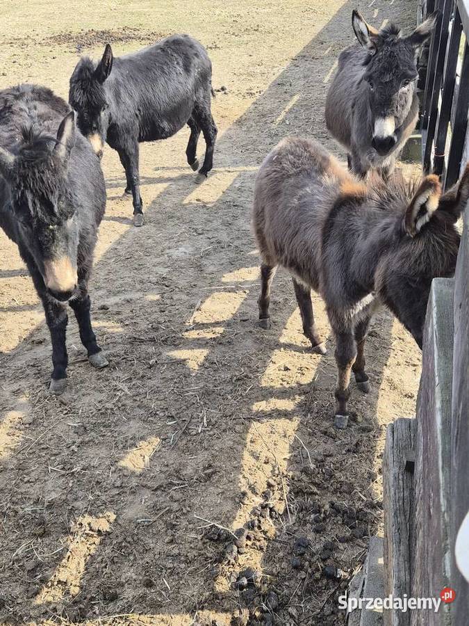 Sprzedam osła Paskudy