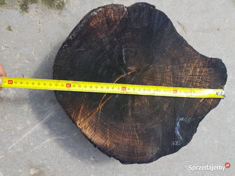 Buk wyprzedaz sezonowany 3 lata Płońsk