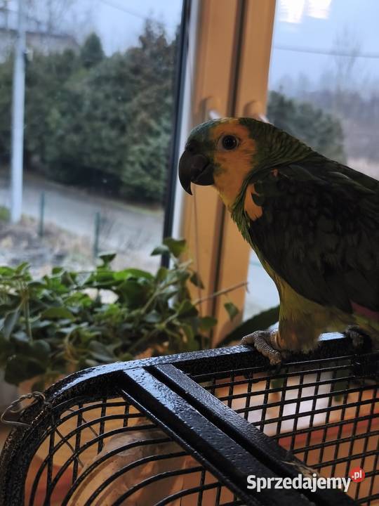 Amazonka niebieskoczelna Olkusz