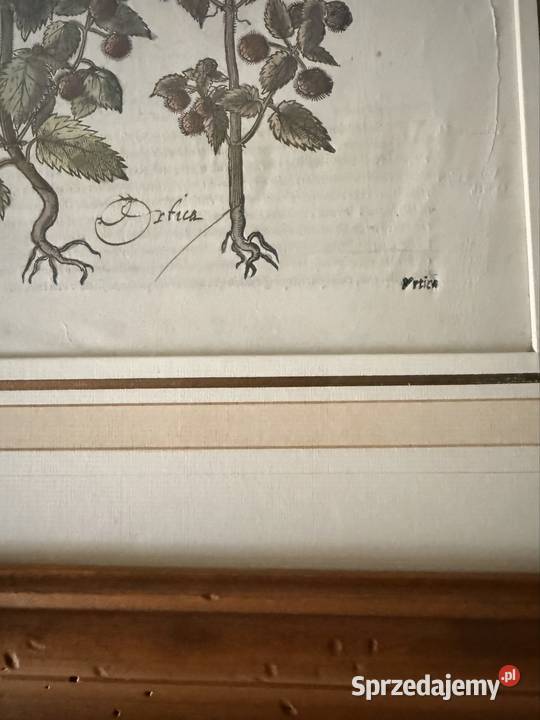 Antyczny Miedzioryt 1563 Rycina Botaniczna Czerwionka-Leszczyny