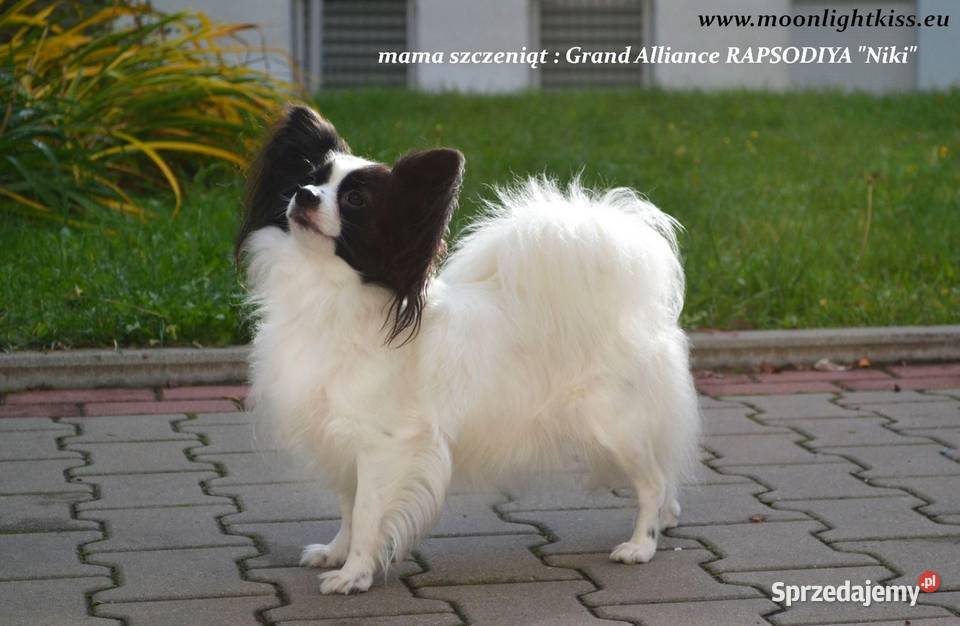 suczka papillon ZKwP FCI spaniel miniaturowy Pozostałe Warszawa
