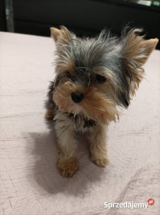 Mini sunia york terrier małopolskie Igołomia