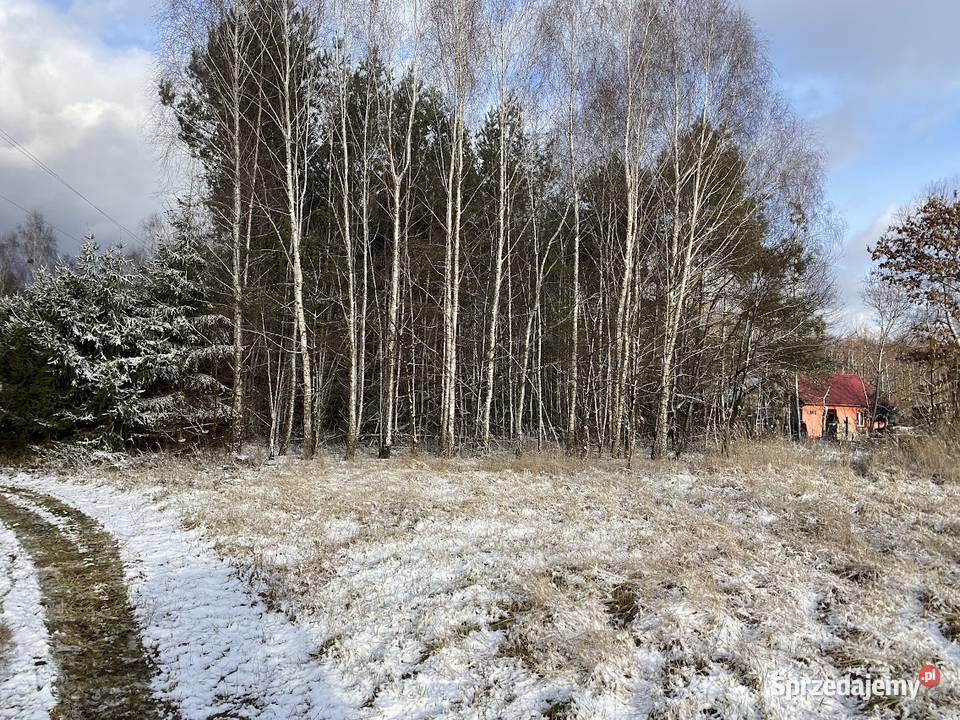 Sprzedam drzewo na pniu Marysin