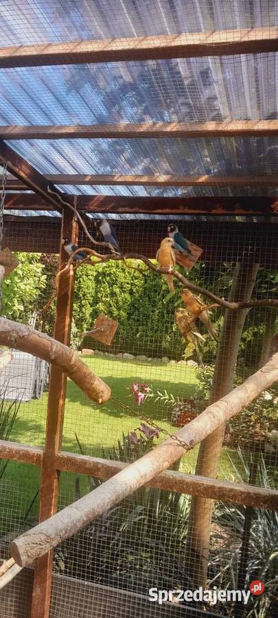 Sprzedam świergotki Ostrów Wielkopolski