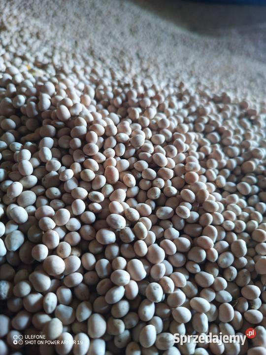 Łubin gorzki KARO słodki bialy łódzkie Drużbin