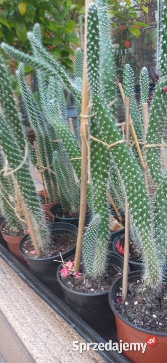 Kaktusy Opuncja białowłosa kolekcja Nowy Sącz