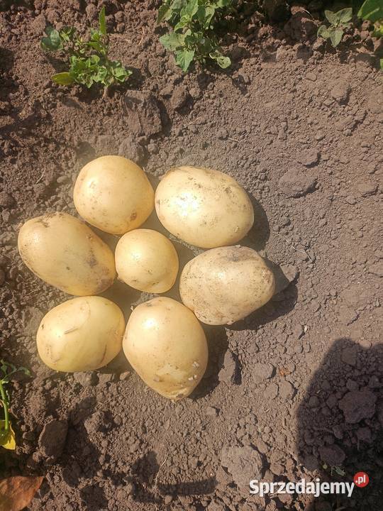 Młode Ziemniaki Arrow Grodzisk Mazowiecki