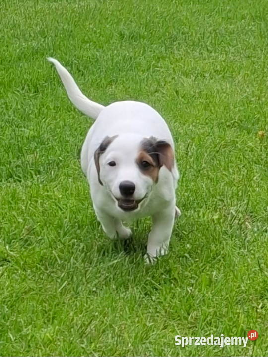 Jack Russell Terrier Łuków