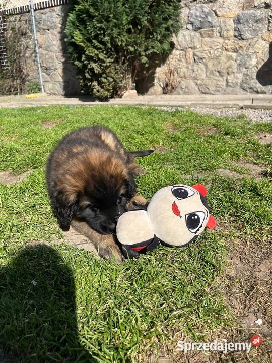 Leonberger FCI dolnośląskie Stronie Śląskie