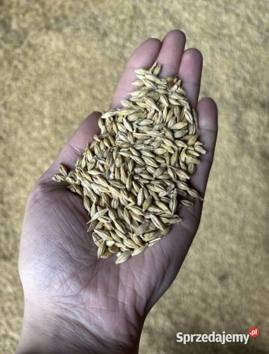 Sprzedam jęczmień ozimy Sandra Brzozowo-Panki