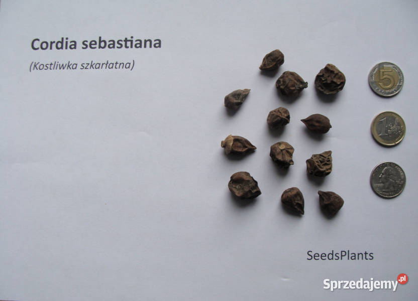 KOSTLIWKA Cordia sebestena NASIONA 100 sztuk 10g kujawsko-pomorskie