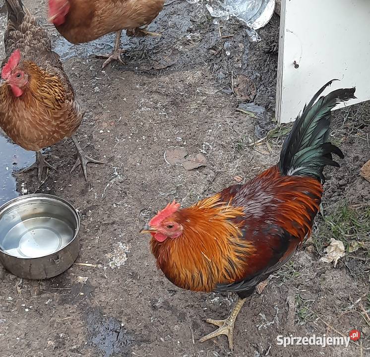 Roczny kogut zielononóżka warmińsko-mazurskie
