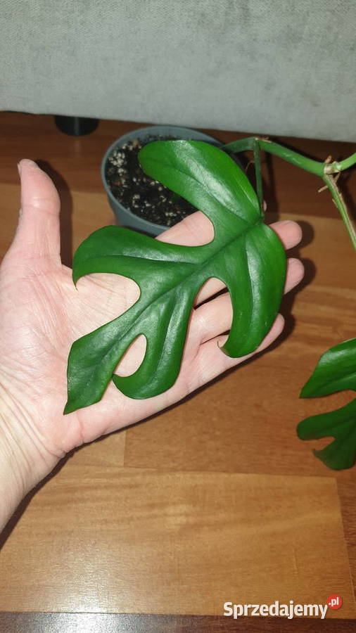 Monstera Minima Rhaphidophora tetrasperma Zielone