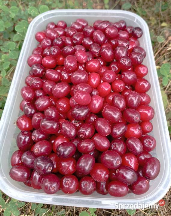 Dereń jadalny naturalny skarb z ogrodu Pozostałe Stryjów