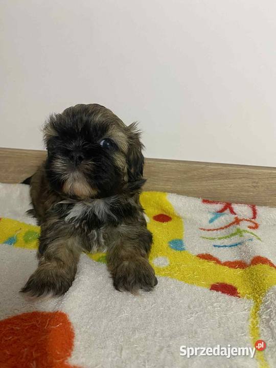 Szczeniaki shihtzu gotowe do odbioru Psy
