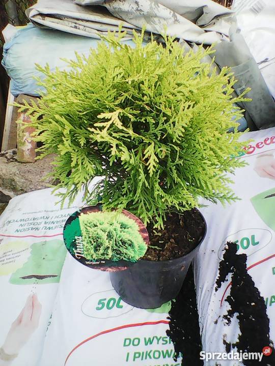 Tuja Szmaragd 80 DONICZKA 2L PRODUCENT Rośliny