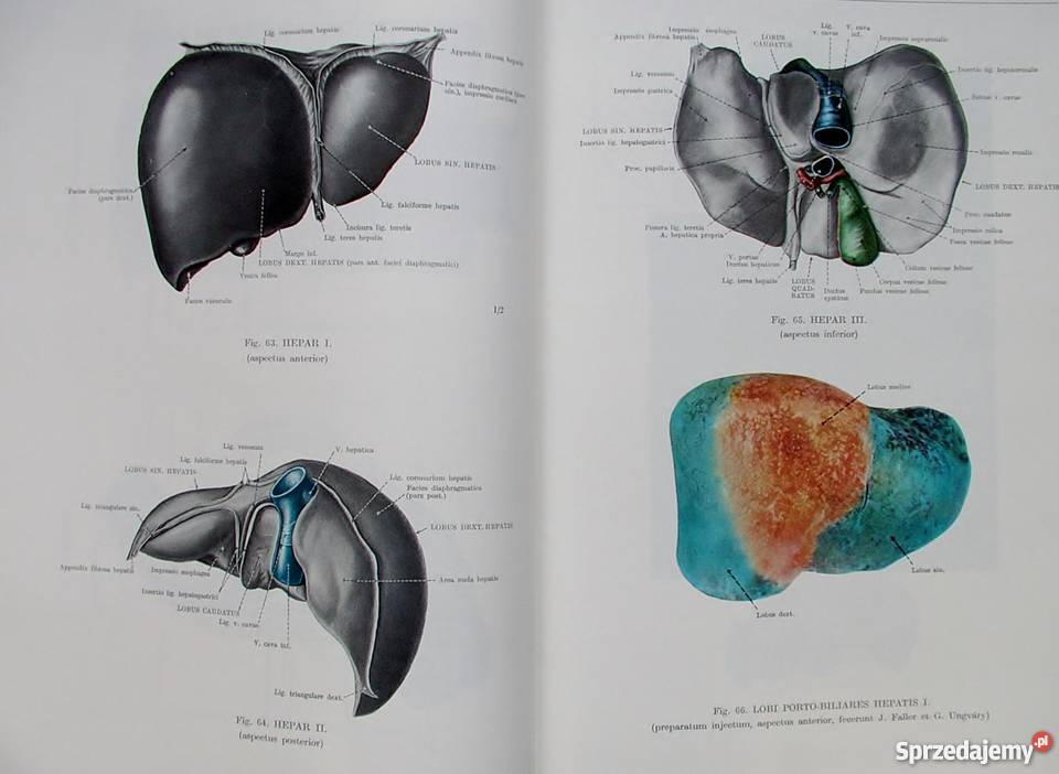 ATLAS ANATOMII CZŁOWIEKA TOM 13 KISS zdrowie, pierwsza pomoc Zielona Góra