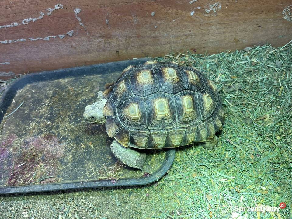 Zółw pustnyy żółw lądowy centrochelys sulcata sprzedam