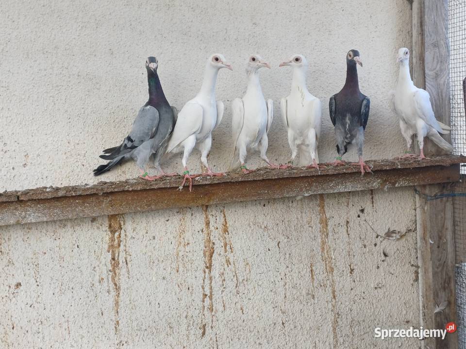 Gołębie ozdobne karier kariery młode 2025r Wągrowiec sprzedam