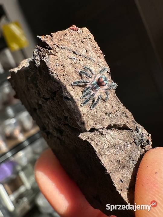 Typhochlaena seladonia L2 10sztuk Kraków