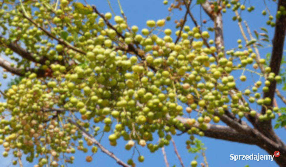 RÓŻAŃCOWE DRZEWO Melia azedarach NASIONA 100g Nasiona Lubanie sprzedam