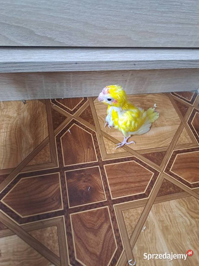 będę miał na sprzedaż papugi kozy Wawrzeńczyce