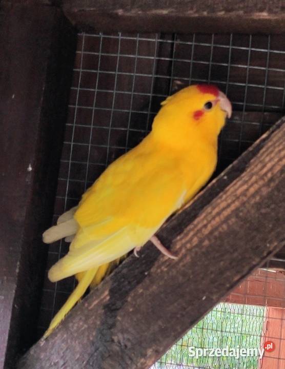 Modrolotki z dokumentami Lubliniec