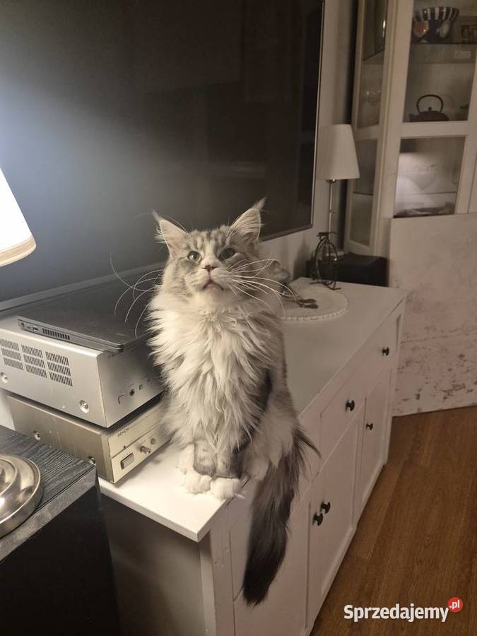 Maine coon kocurek Mała Nieszawka sprzedam