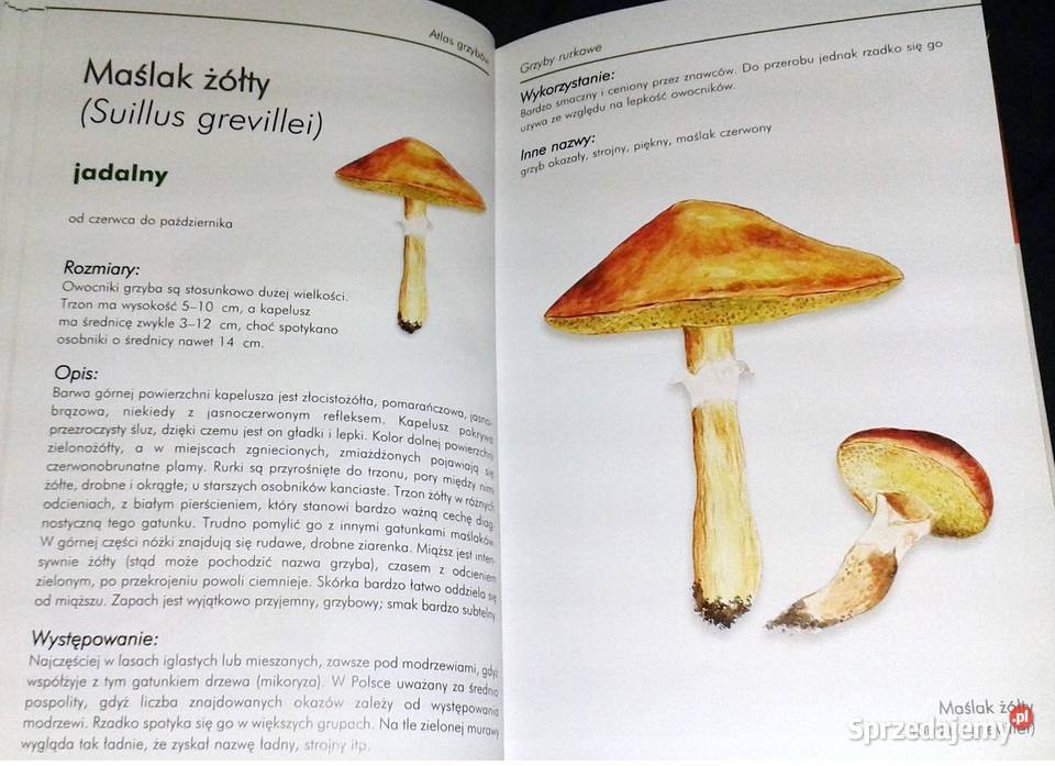 Ilustrowany atlas grzybów Emilia Grzędzicka Pozostałe