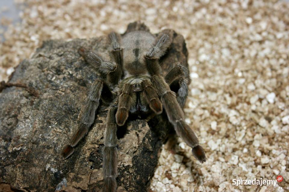 Psalmopoeus cambridgey samica Sosnowiec