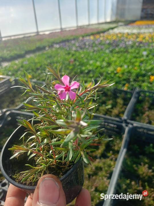 Floks szydlasty płomyk phlox flox bylina