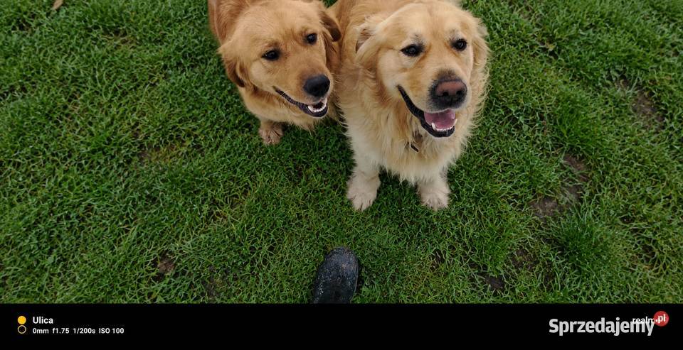 Golden retriever szczeniaki świętokrzyskie Sandomierz