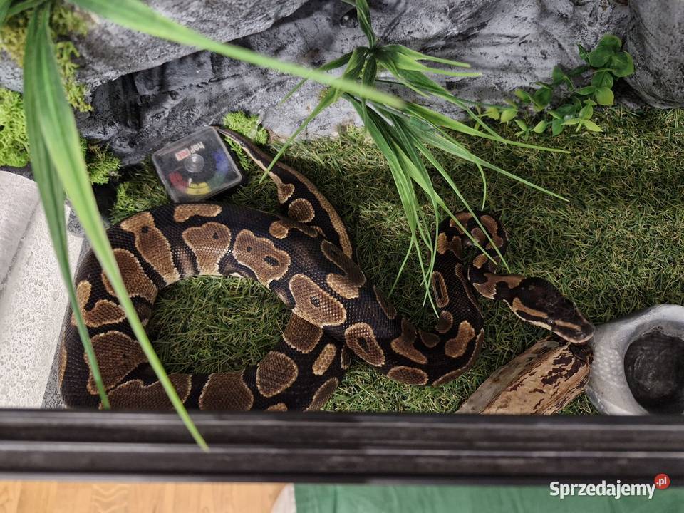 Wąż królewski samica Wrocław
