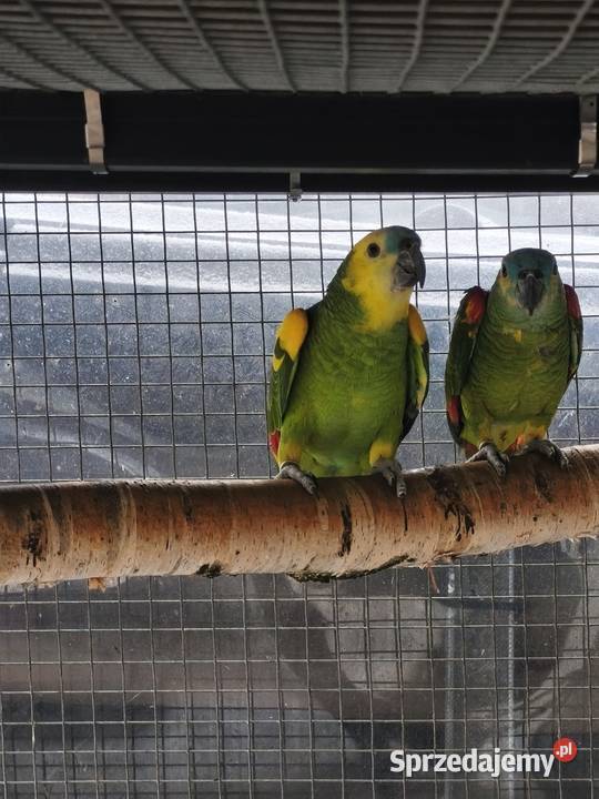 Amazonki niebieskoczelne para lęgowa Olkusz